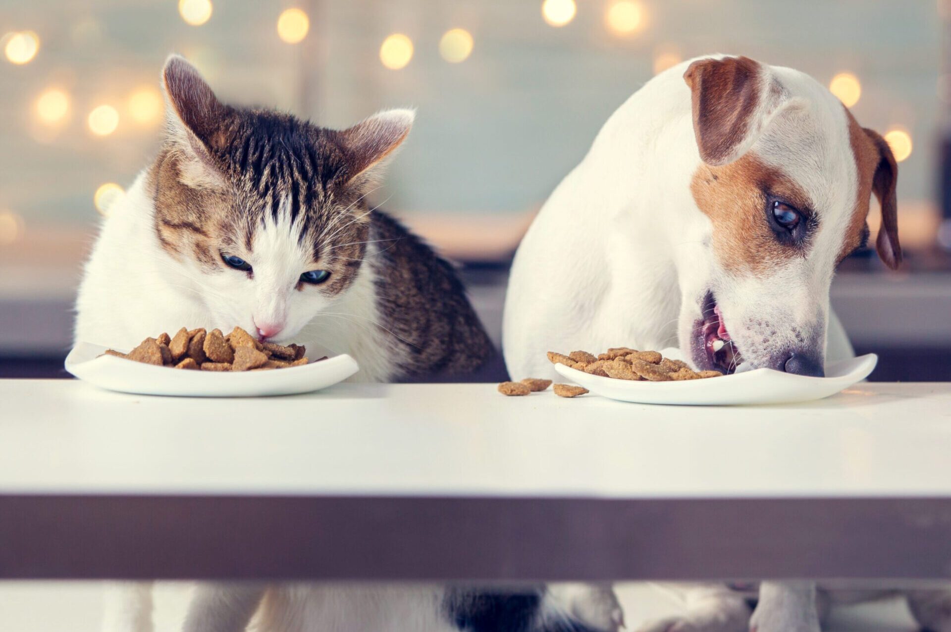 Dog with cat eating food