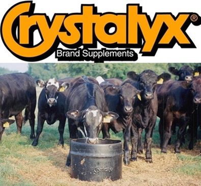 Cows eating from a Crystalyx Tub