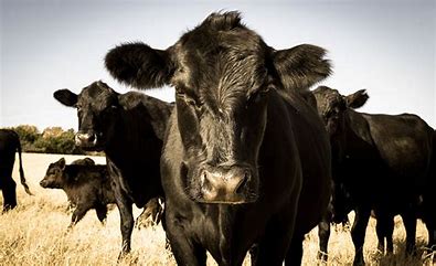 Friesen Livestock LTD. renegade - winter