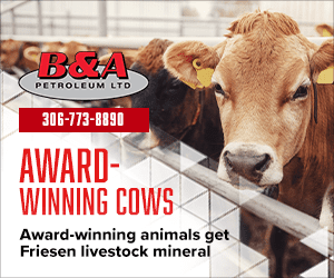 Award Winning Cows-Services