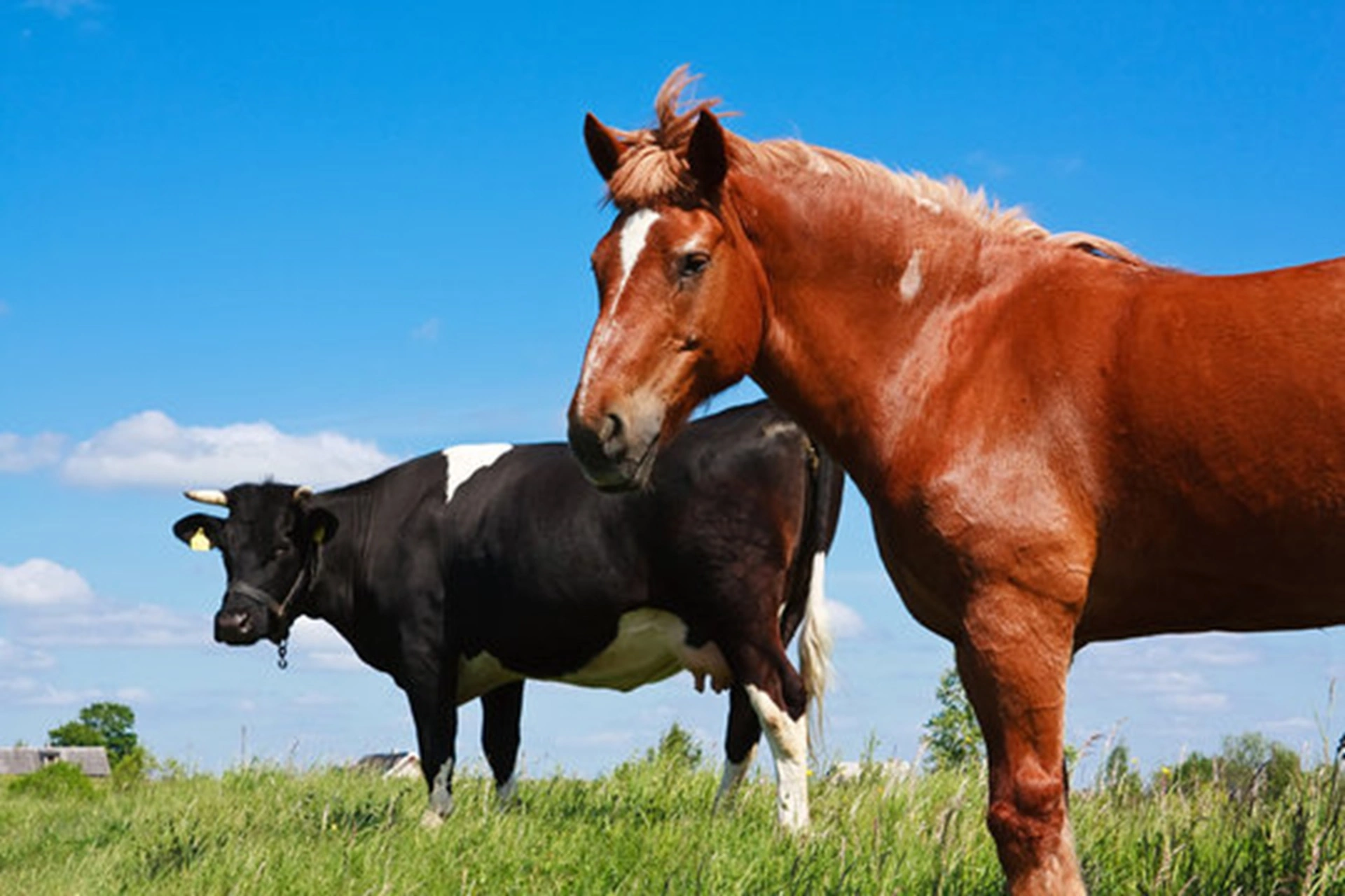 A horse and cow grazing in a pasture